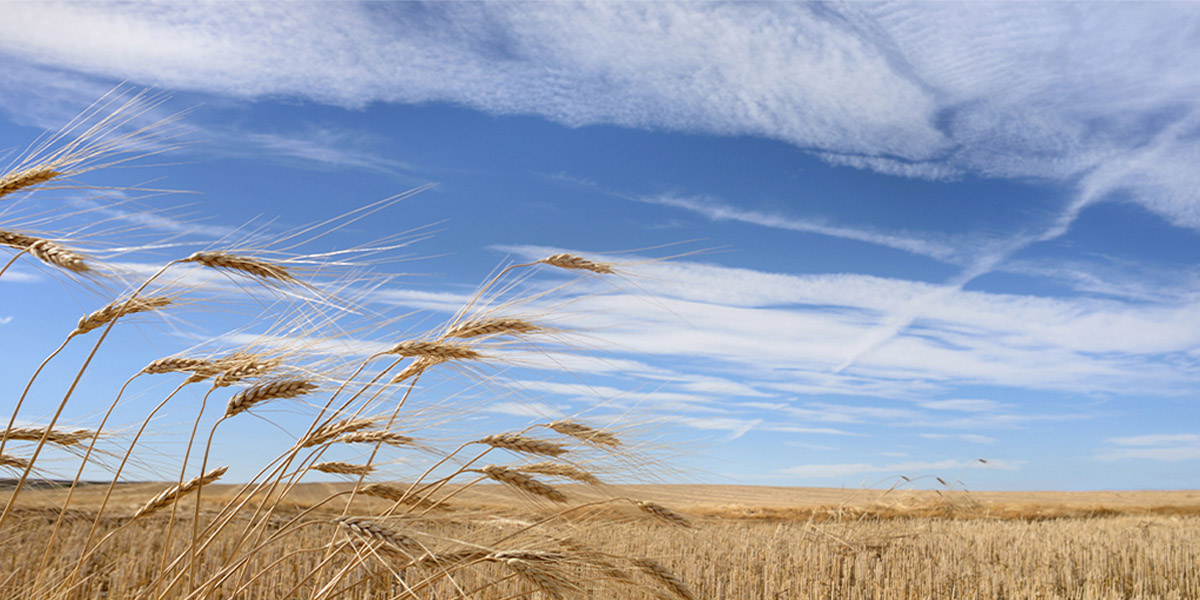 Wheat fields on a sunny day