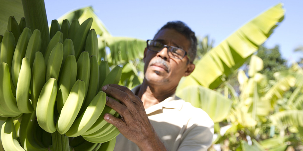 Agriculteur affichant une récolte de bananes