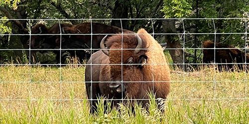 A lone bison on grassland looks out from behind fencing. Trees and other bison are visible behind